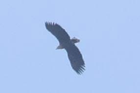 White-tailed_Eagle_-_Peter_Richardson_